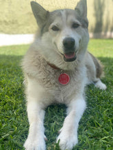 Load image into Gallery viewer, Placa para collar de perro

