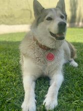 Load image into Gallery viewer, Placa para collar de perro
