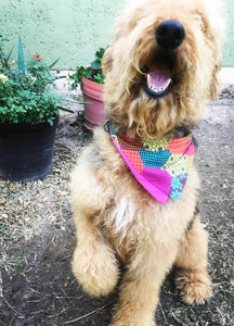Bandana para mascota