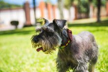 Load image into Gallery viewer, Collar mascota  talla S bordado
