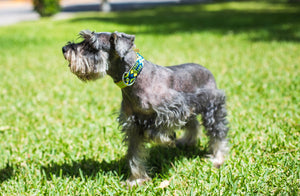 Collar mascota talla S tejido completo