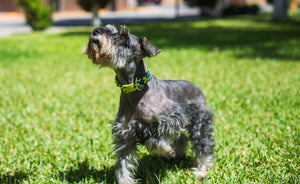 Collar mascota talla S tejido completo