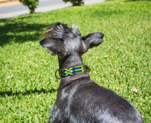 Load image into Gallery viewer, Collar mascota talla S tejido completo
