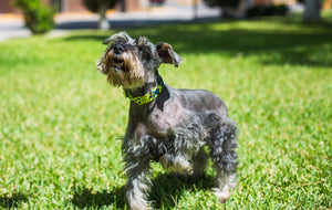 Collar mascota talla S tejido completo