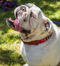 Load image into Gallery viewer, Collar Mascota talla L bordado
